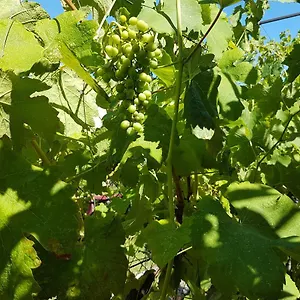  Appartamento Griva Croazia